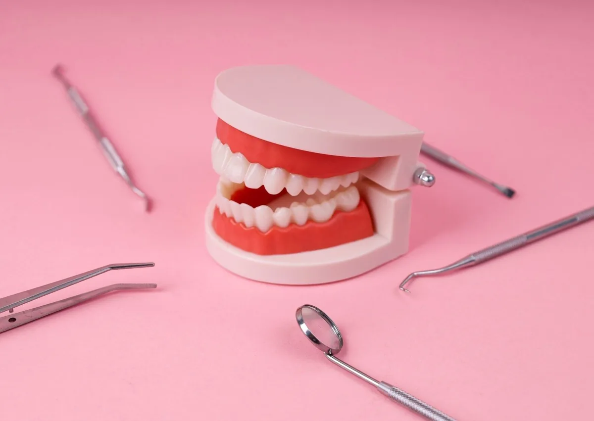 Dental model showing a full set of teeth to illustrate how many teeth humans have.